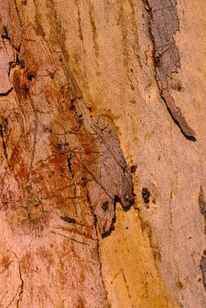 Bark Art Of Gum Tree
